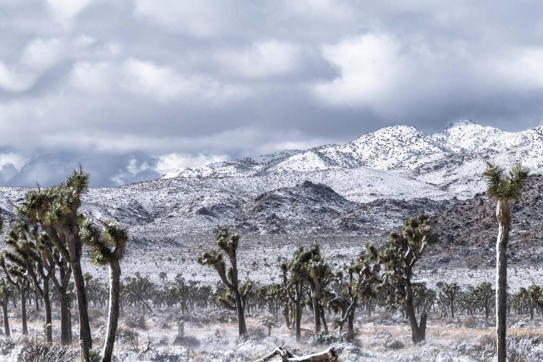 A Rare Snowstorm #1 : Series 9: Desert: Land and Sky : Richard Dweck