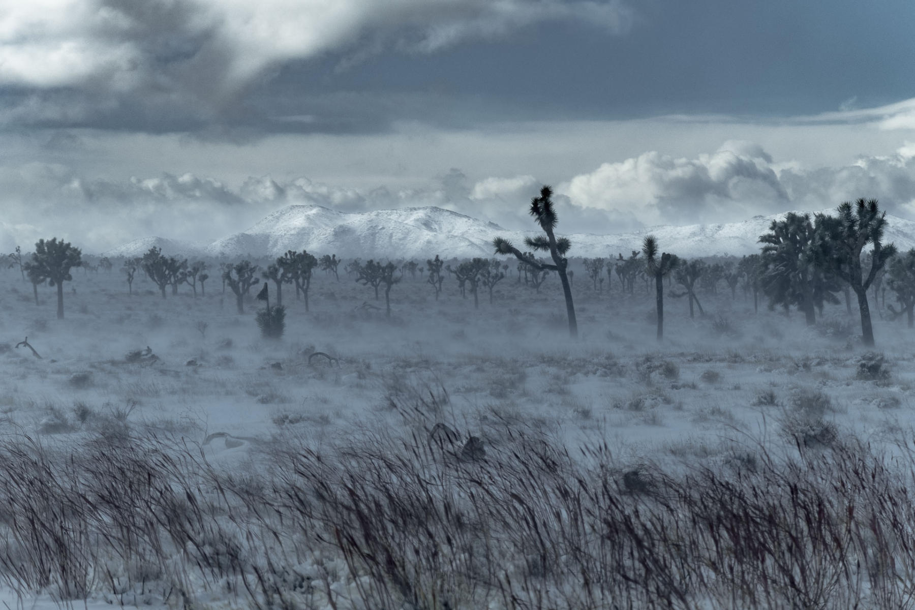 A Rare Snowstorm #2 : Series 9: Desert: Land and Sky : Richard Dweck