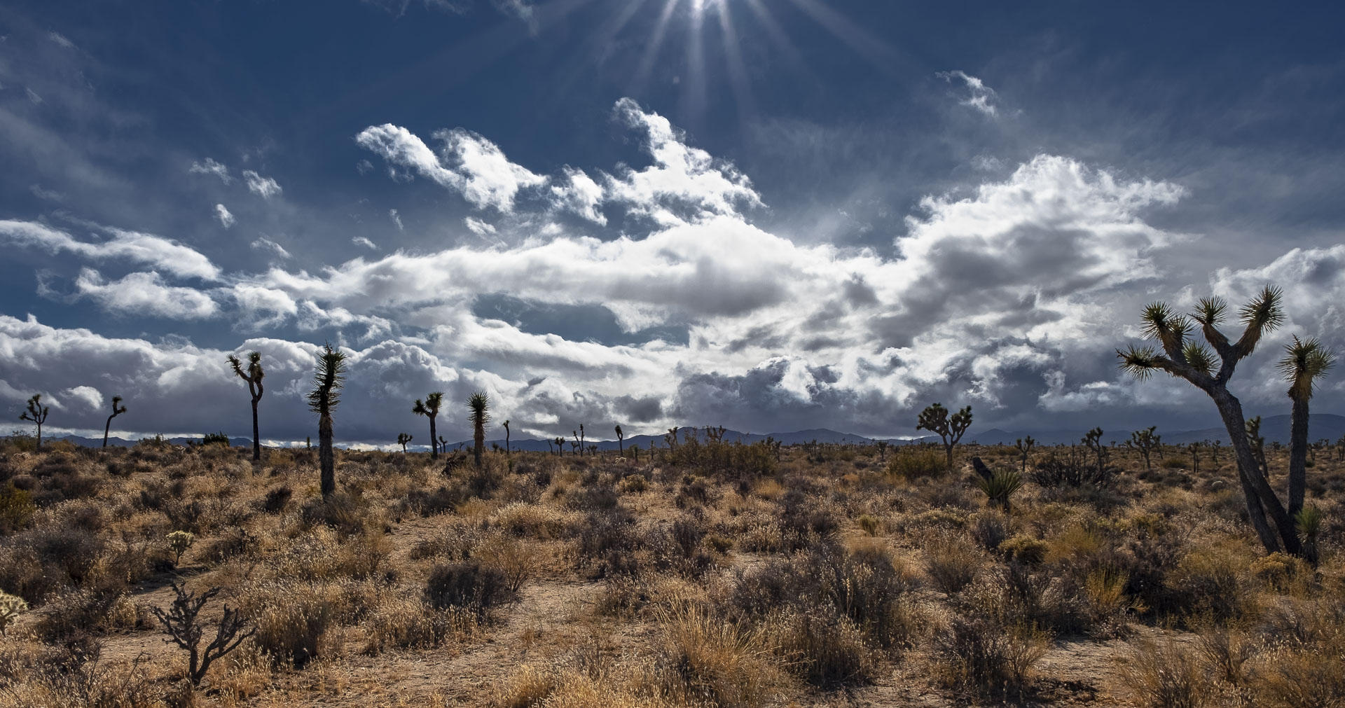 Oh Joshua : Series 9: Desert: Land and Sky : Richard Dweck