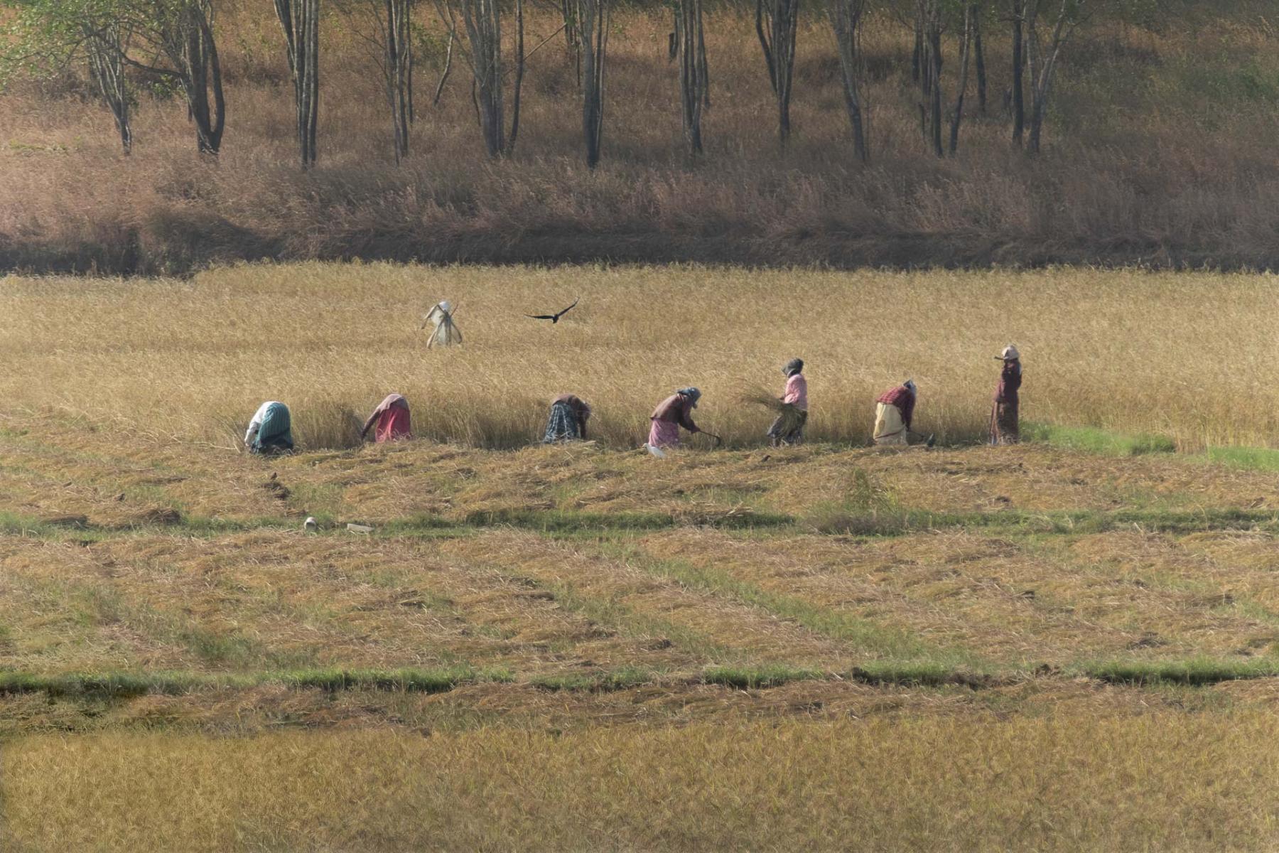 Pastoral : Series 4: Landscapes : Richard Dweck
